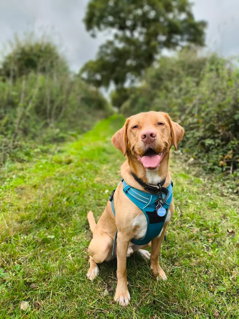 Hendrix Teal Dog Boarding