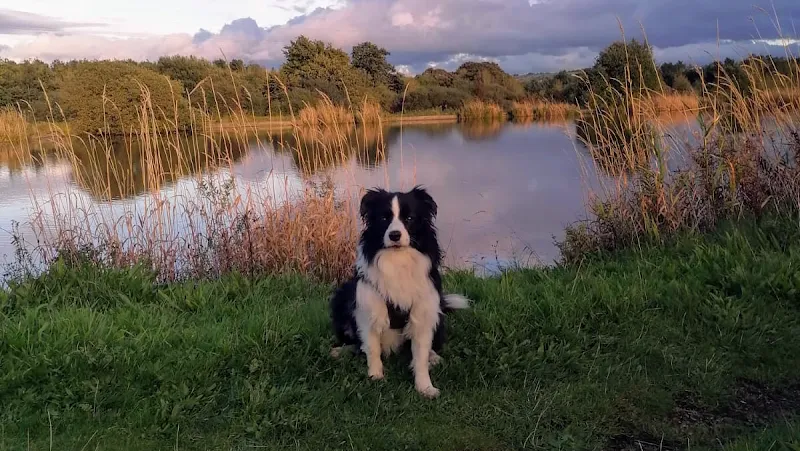 Glencoe Kennels and Cattery