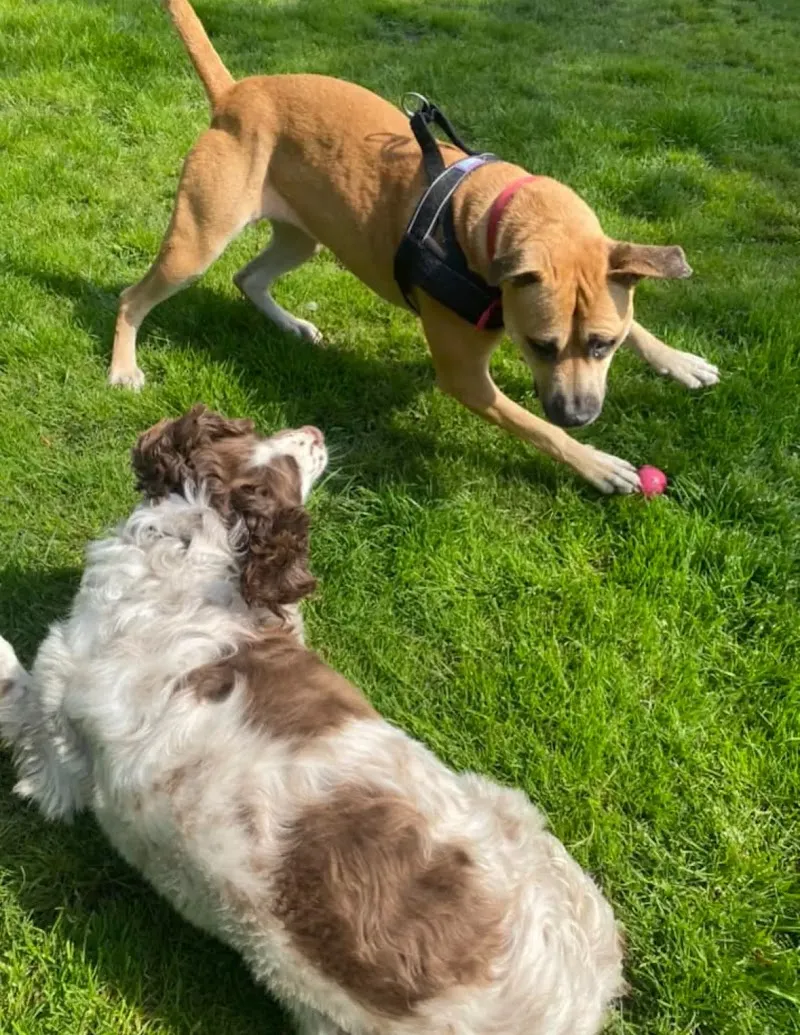 Glencoe Kennels and Cattery