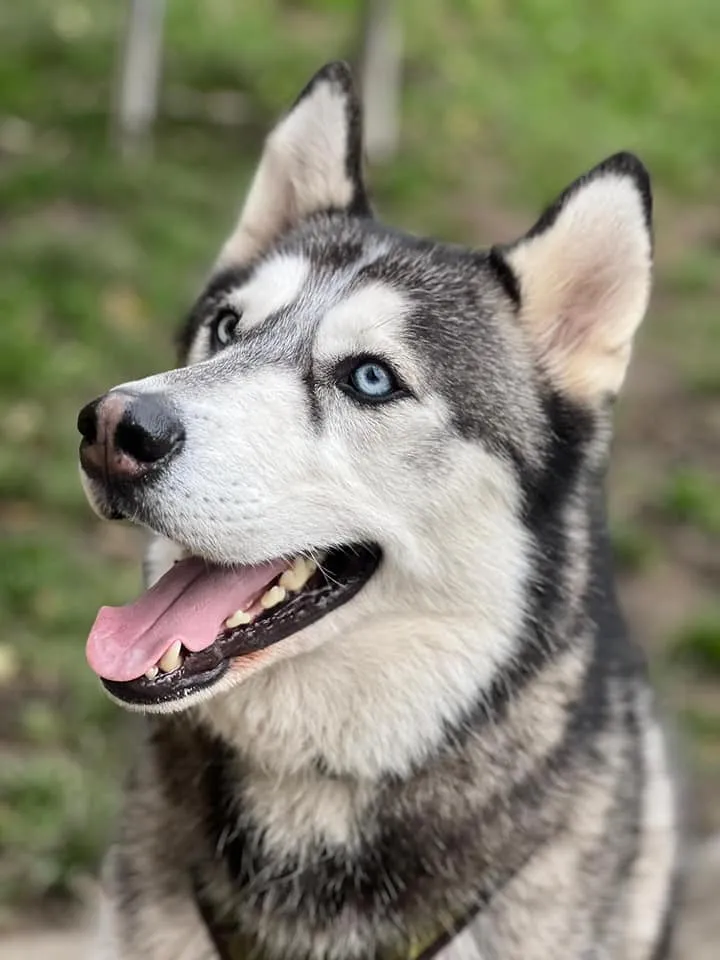 Glencoe Kennels and Cattery