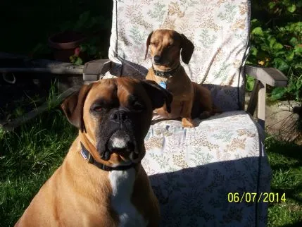 Holidays for Dogs, Poulton le Fylde