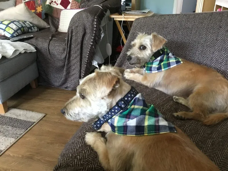 Branscombe Kennels & Cattery