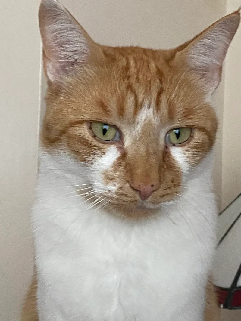 Springfield Boarding Kennels & Cattery