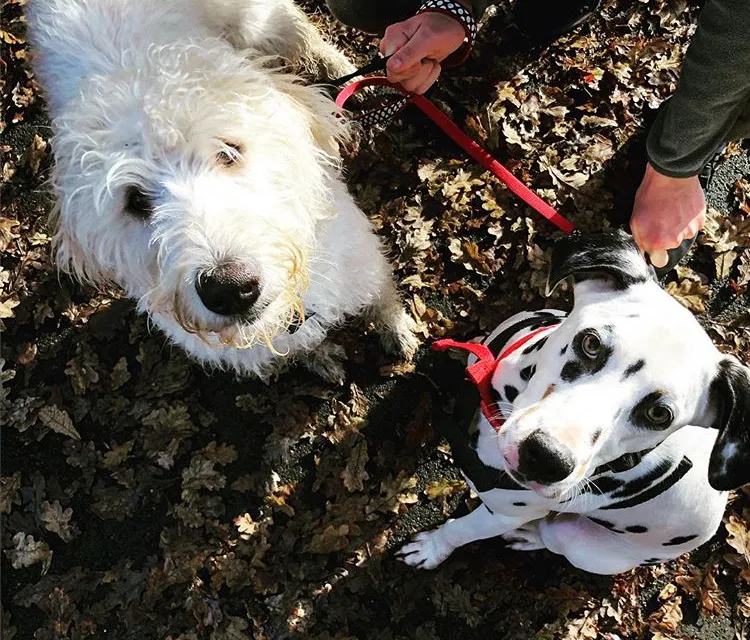 Springfield Boarding Kennels & Cattery