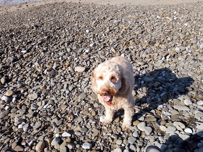 Springfield Boarding Kennels & Cattery