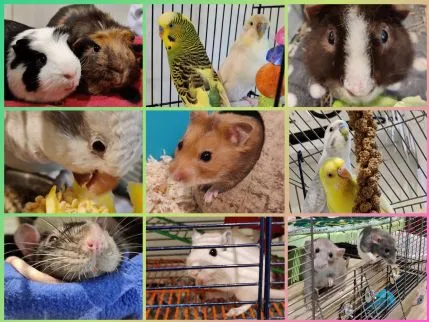 Little Squeaks Boarding, Fleet - Photo 1 of 2