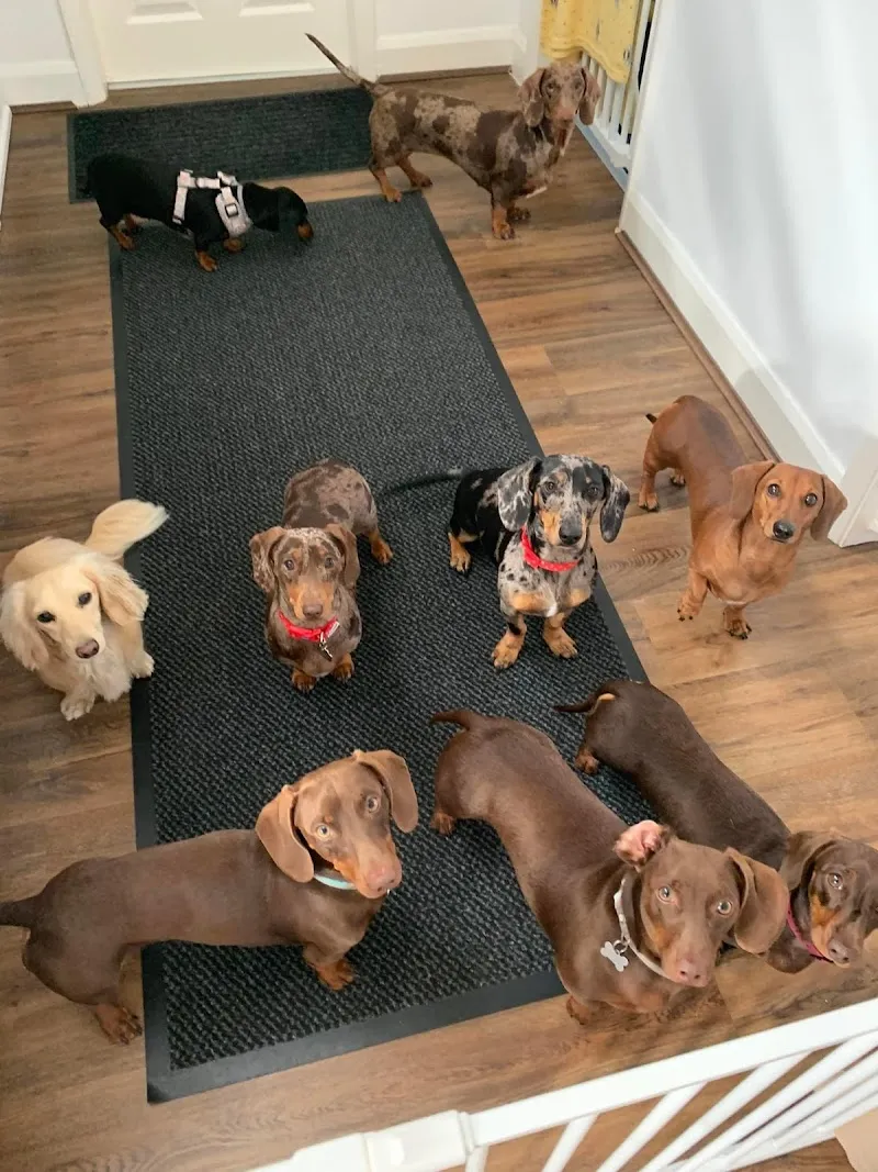 The Dachshund Nanny home boarding & daycare