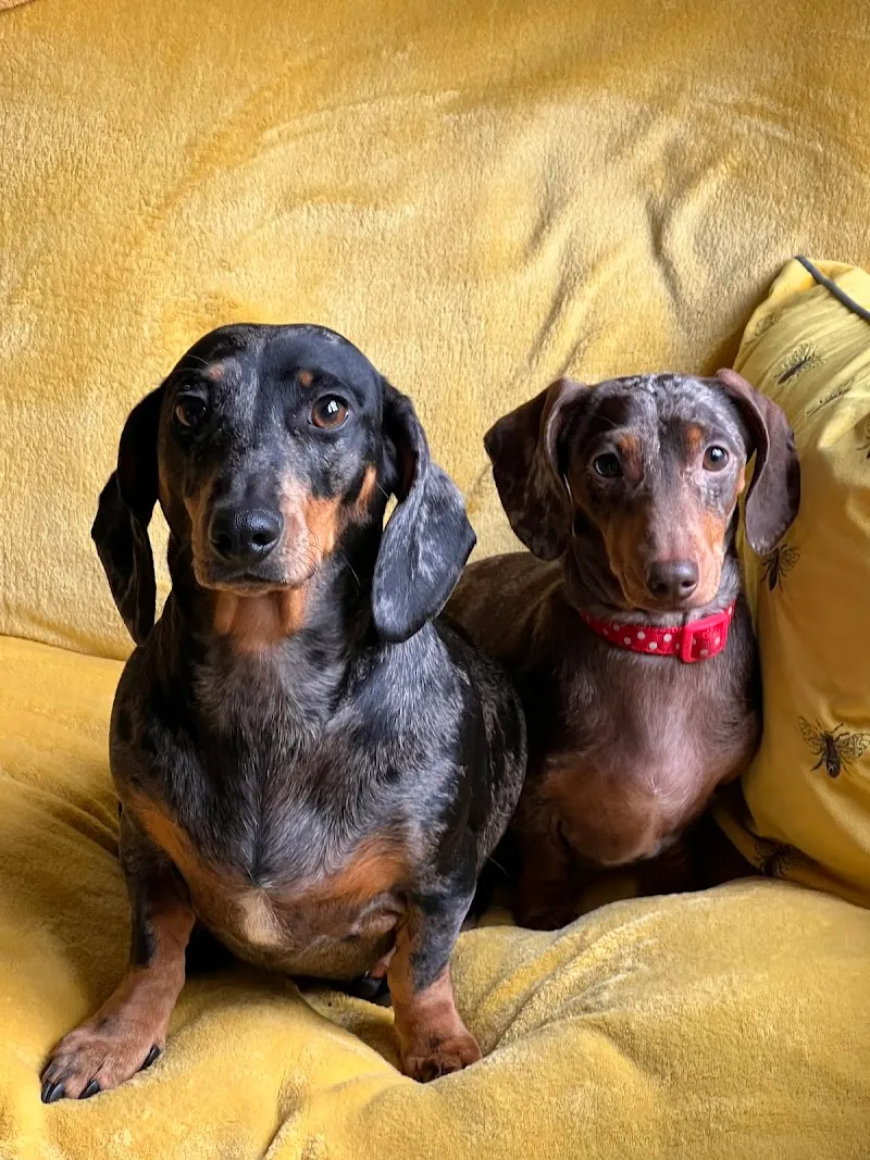 The Dachshund Nanny home boarding & daycare