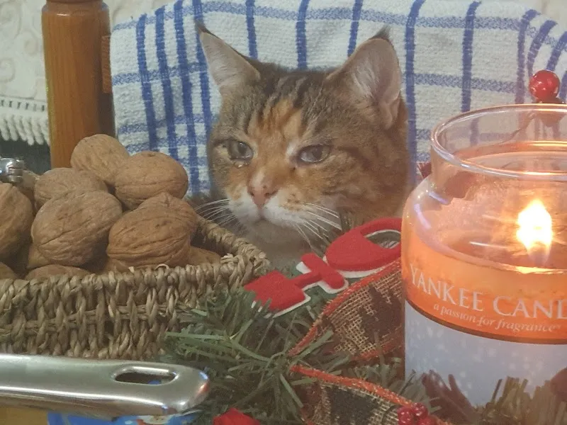 Just For Cats Cattery