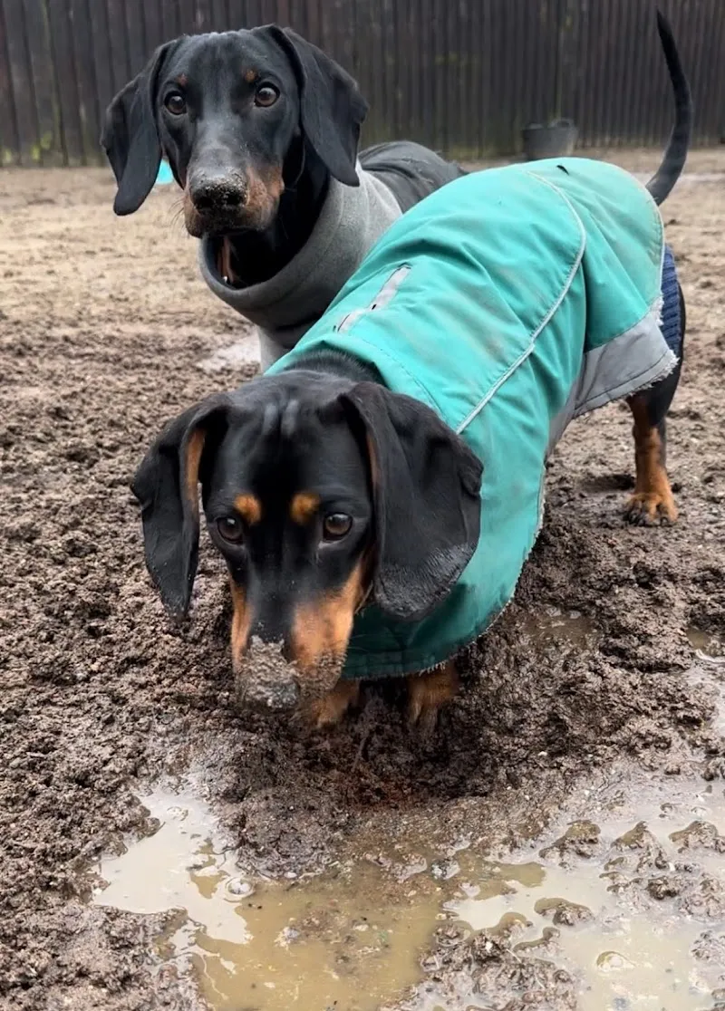 Pawsome Dog Day Care