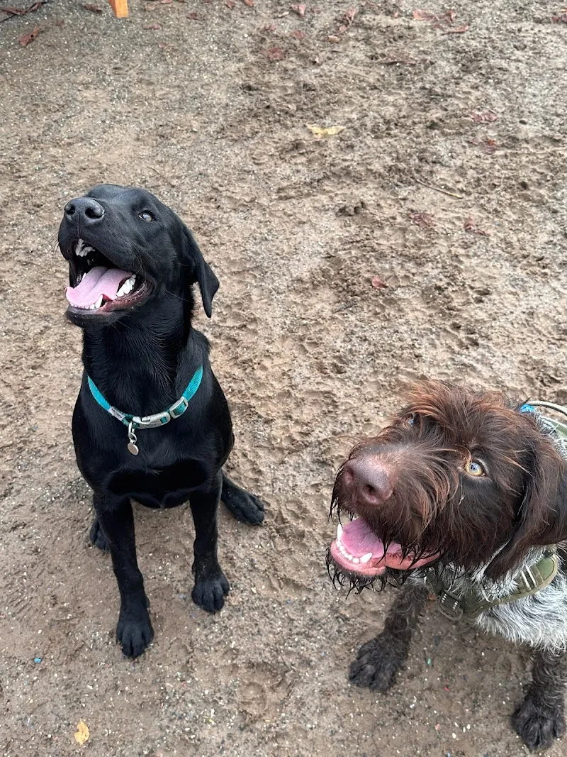 Pawsome Dog Day Care