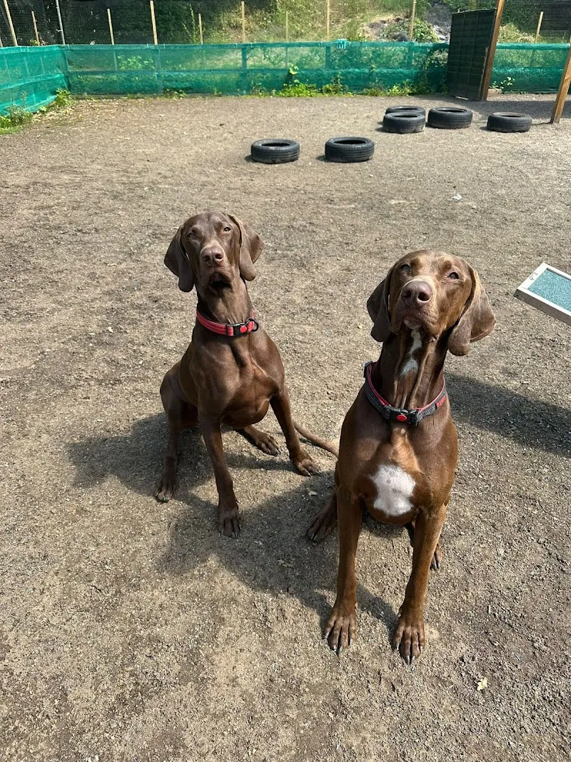 Pawsome Dog Day Care