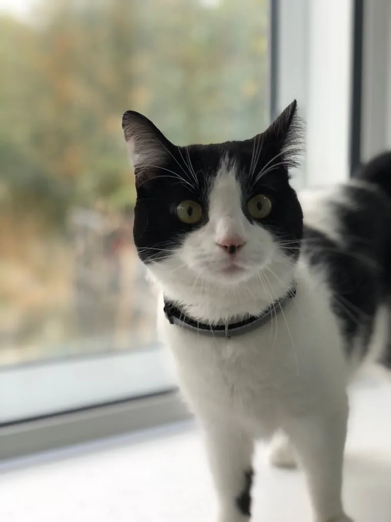 Rushmere Boarding Kennel and Cattery