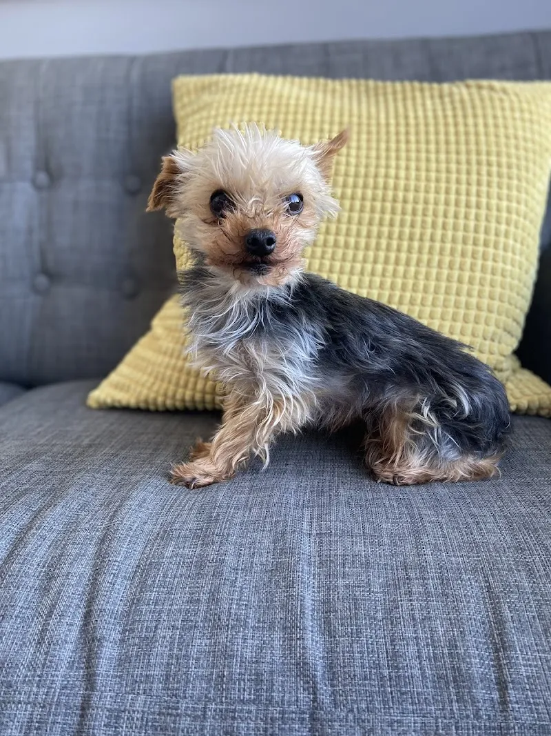 Rushmere Boarding Kennel and Cattery