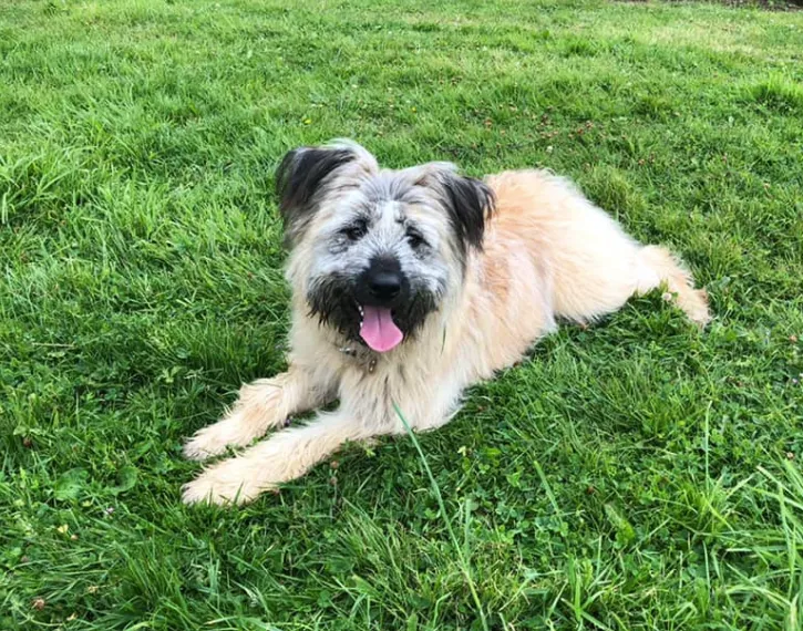 Pawpounders Dog Daycare and secure fields Sutton Coldfield