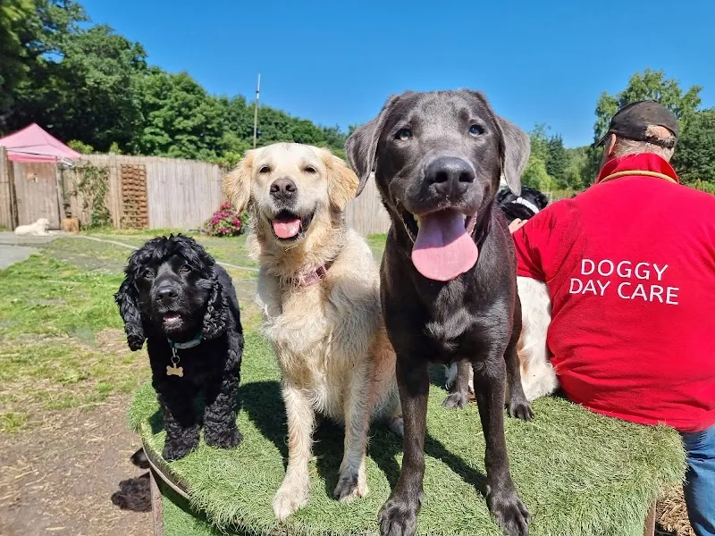 Pawpounders Dog Daycare and secure fields Sutton Coldfield