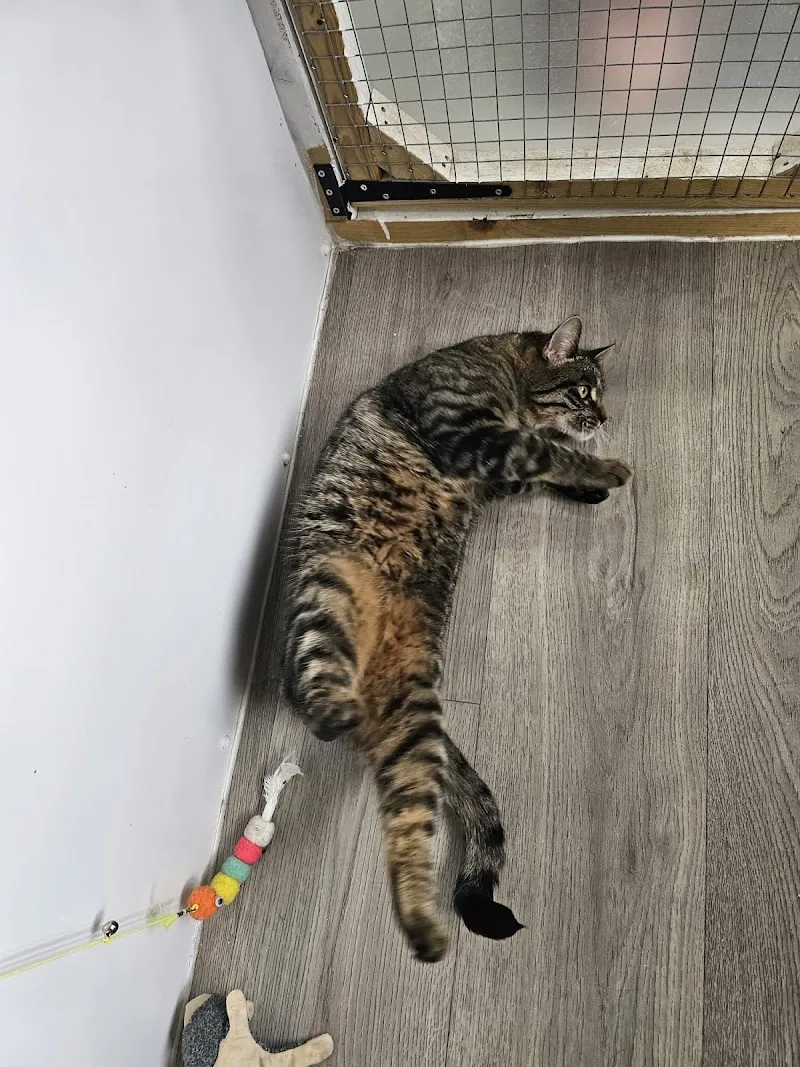 Rosemary Corner Cattery