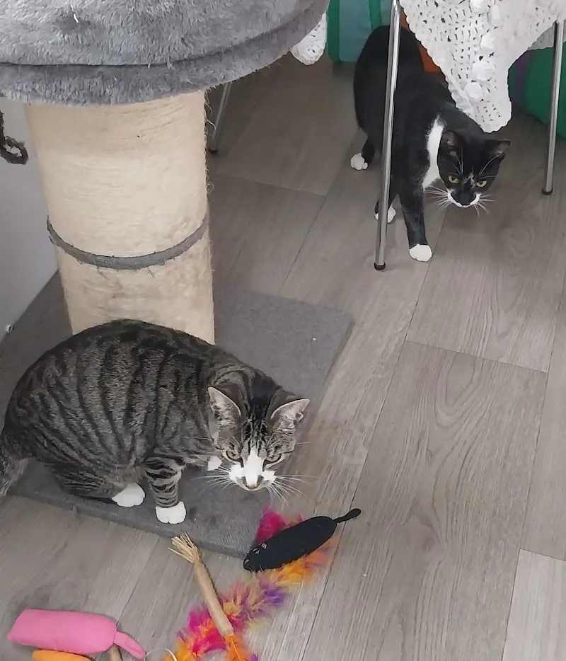 Rosemary Corner Cattery