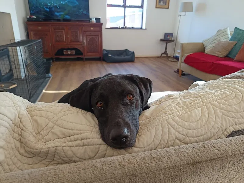 Lone Wolf Luxury Dog Boarding