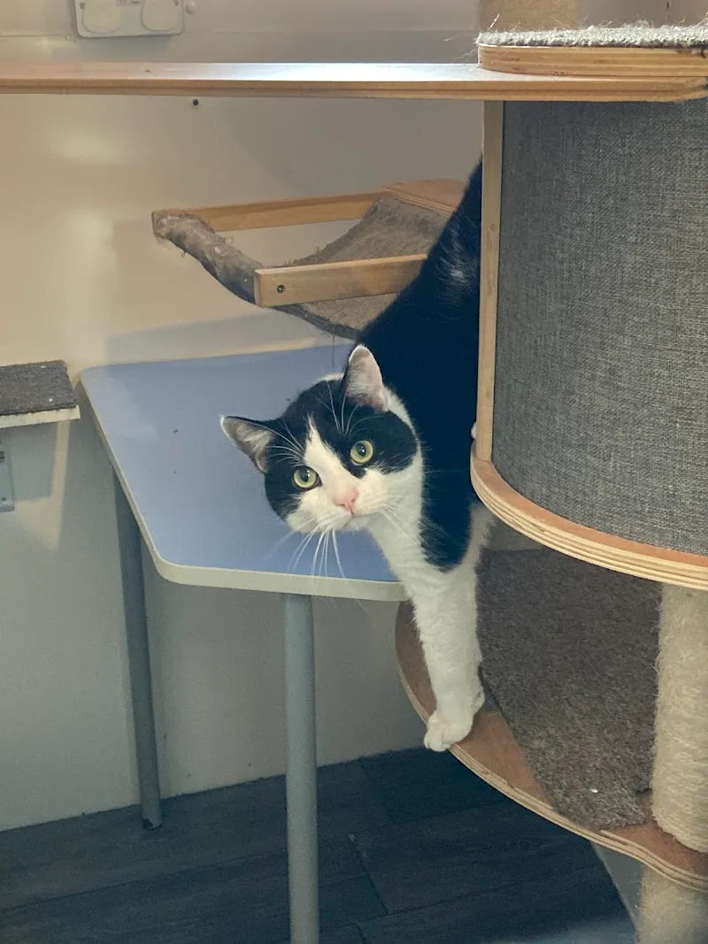 Powmill Cattery and Caravan Site