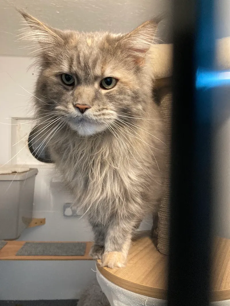 Powmill Cattery and Caravan Site