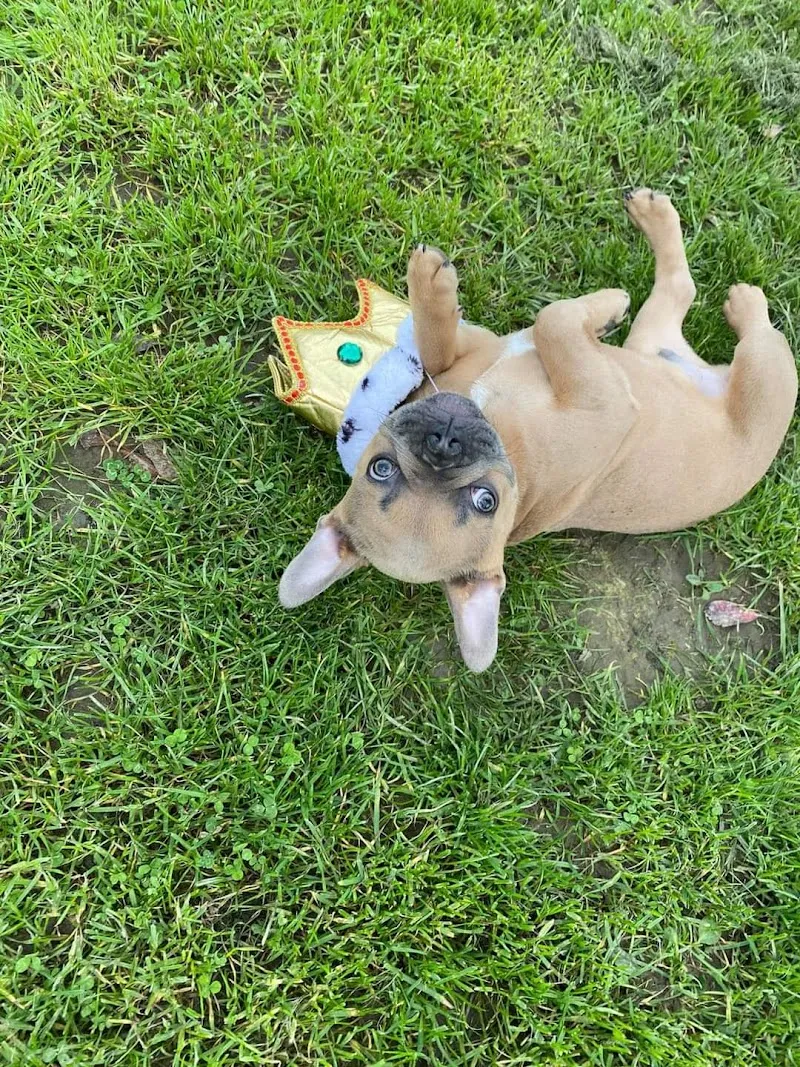 Wharf Cottage Boarding Kennels & Cattery