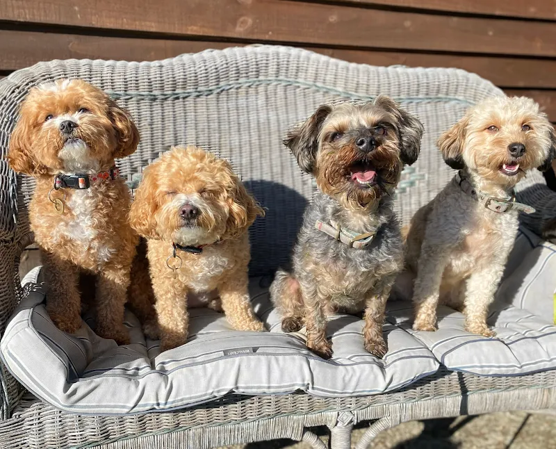 Poodles & Doodles Home Stays