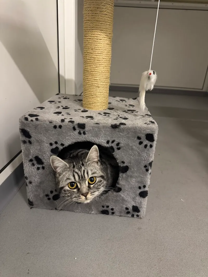 Platinum cat hotel 5* luxury cattery