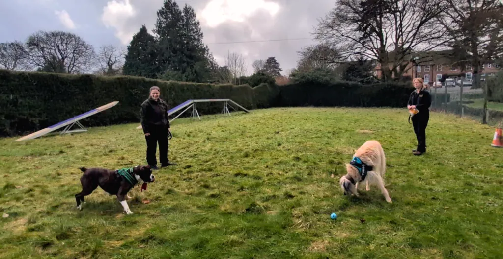 Sparsholt Dog Boarding and Grooming, Winchester - Photo 2 of 2