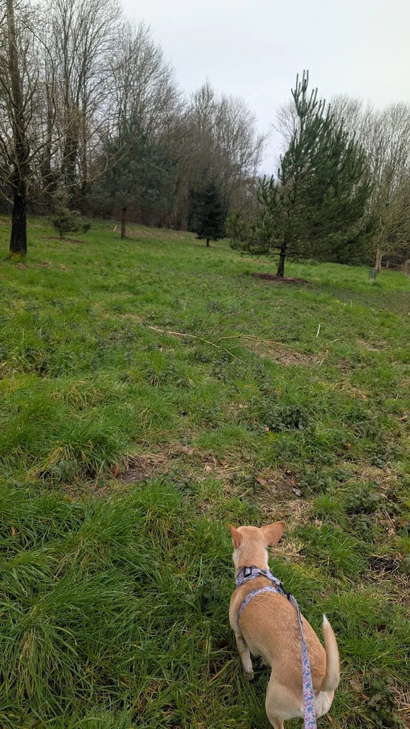 Sparsholt Dog Boarding and Grooming