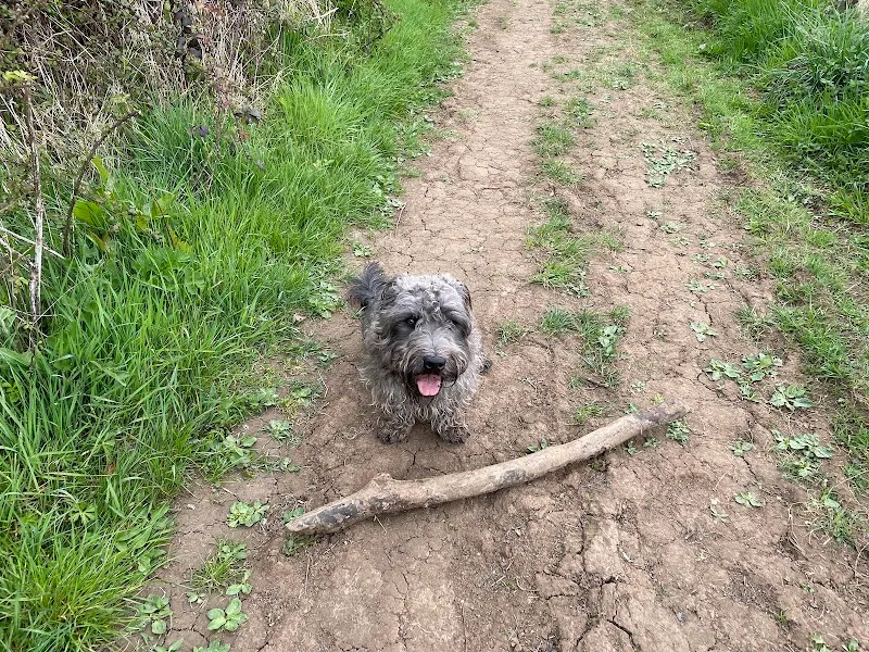 Sparsholt Dog Boarding and Grooming