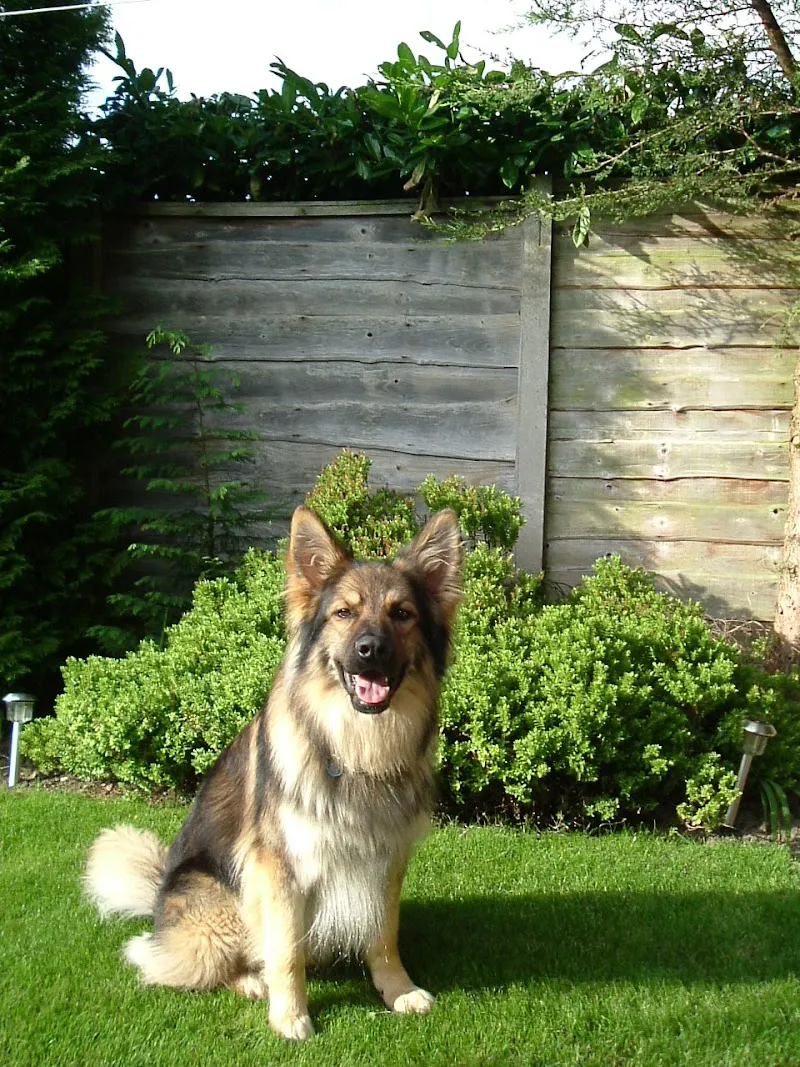 Lucky Puppy Home Dog Boarding