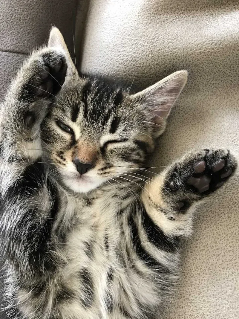 Low Furrow Luxury Cattery Boarding