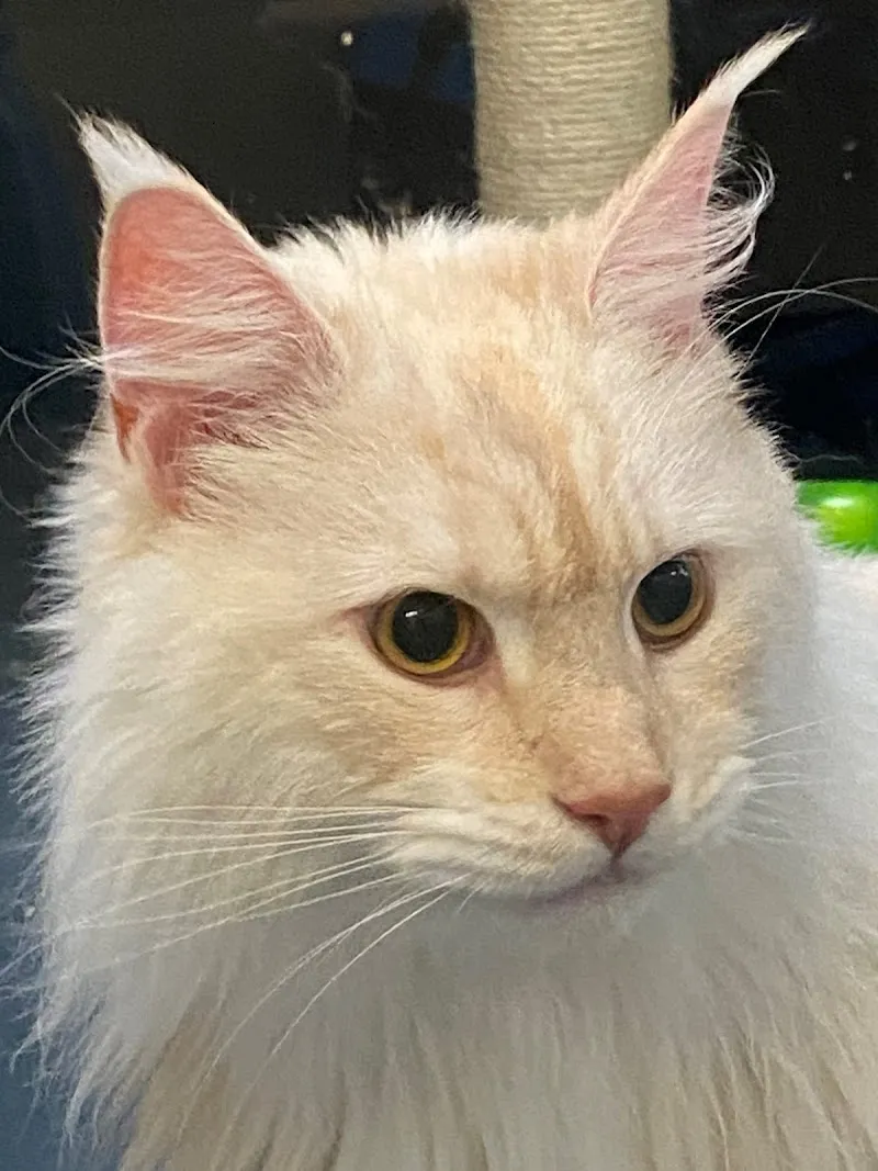 Low Furrow Luxury Cattery Boarding