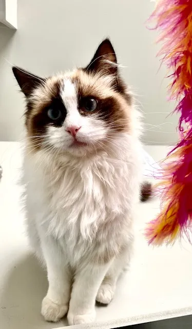 Low Furrow Luxury Cattery Boarding