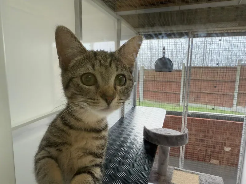 Gorsty Hill Cattery