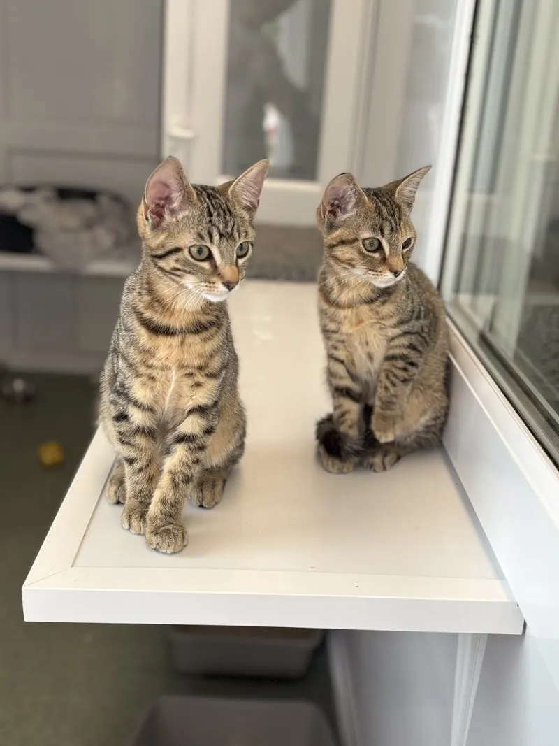 Purr-fect Place Cattery Ltd.