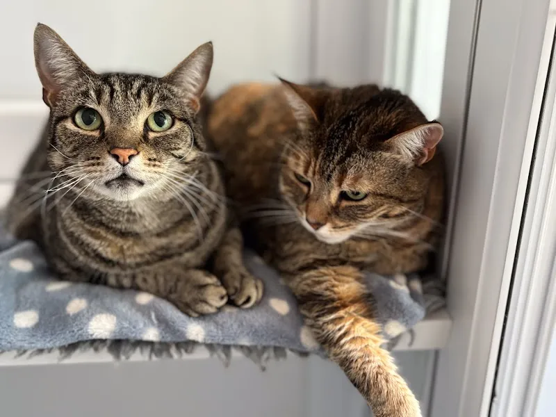 Purr-fect Place Cattery Ltd.