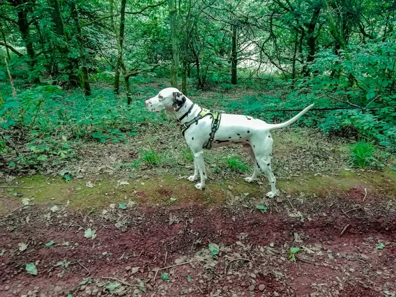 Muddy Paws Dog Boarding Ltd