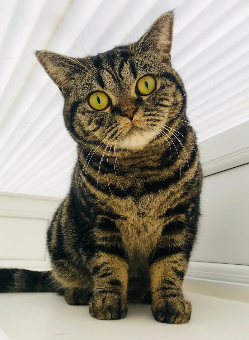 Clarence’s Cattery 5 star awarded by Bucks County Council