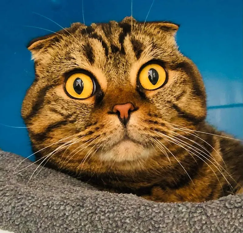 Clarence’s Cattery 5 star awarded by Bucks County Council