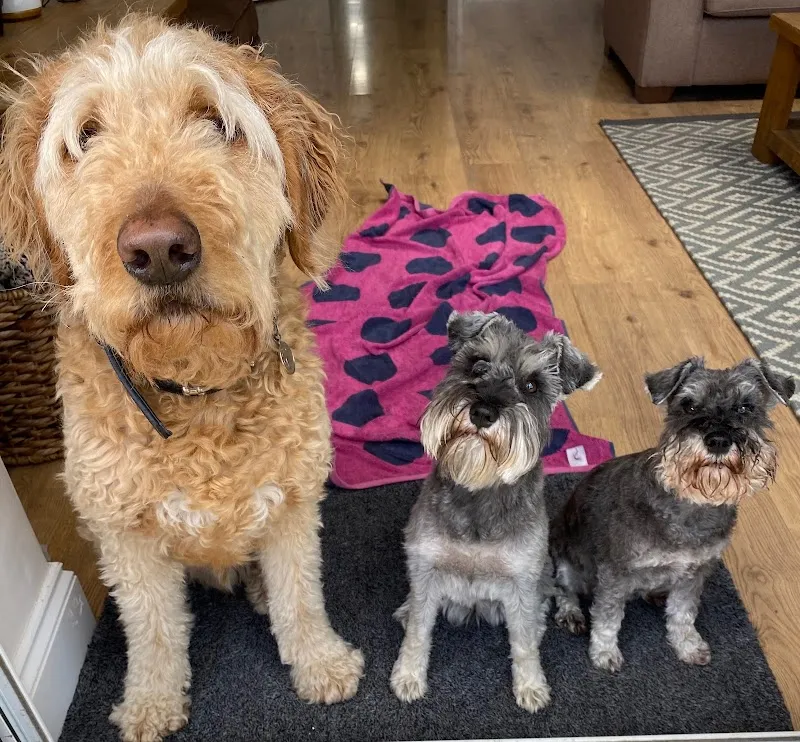 Under One Woof Epsom