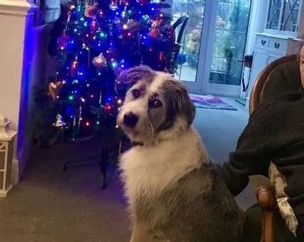 Ray Ross Dog Boarding