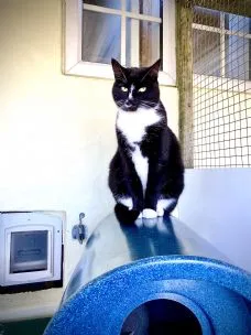 Lodge Farm Cattery, Redruth - Photo 1 of 2