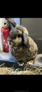 Willow Grove Small Animal Boarding, Ormskirk - Photo 1 of 3