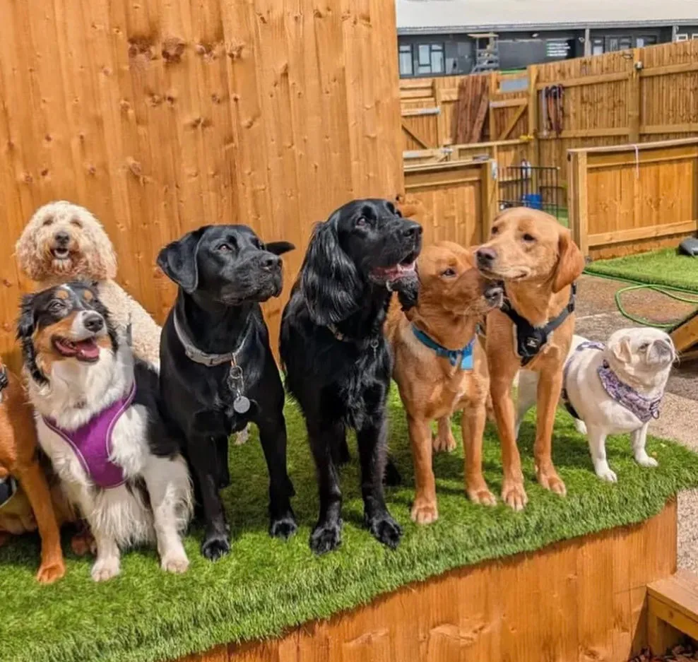 The Dog House - Photo 1