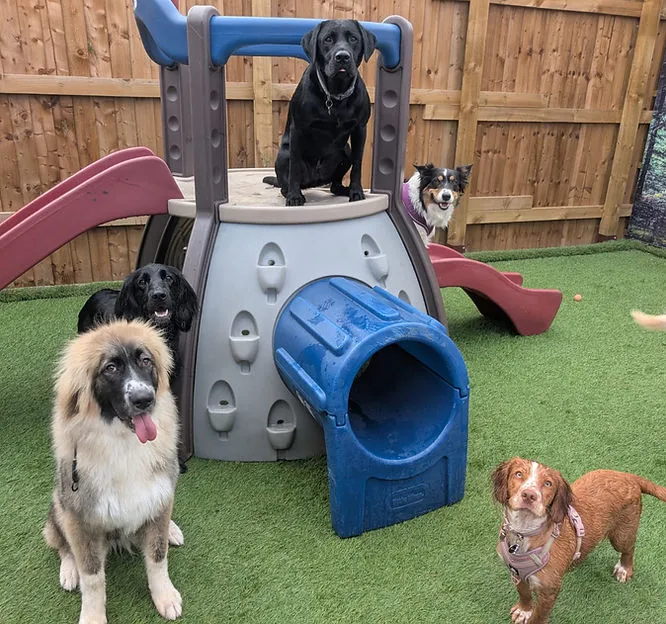 The Dog House - Photo 3