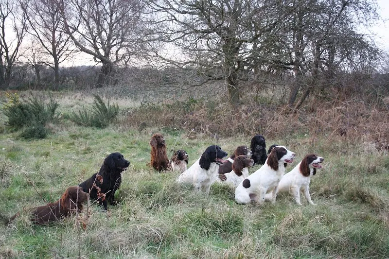Abel Heath Working Dogs & Kennels