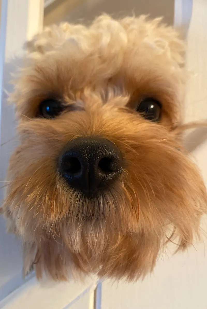 Abel Heath Working Dogs & Kennels