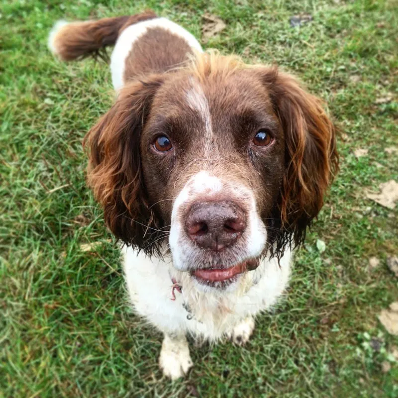 Horsham Pet Care - home-based day care, boarding & walking